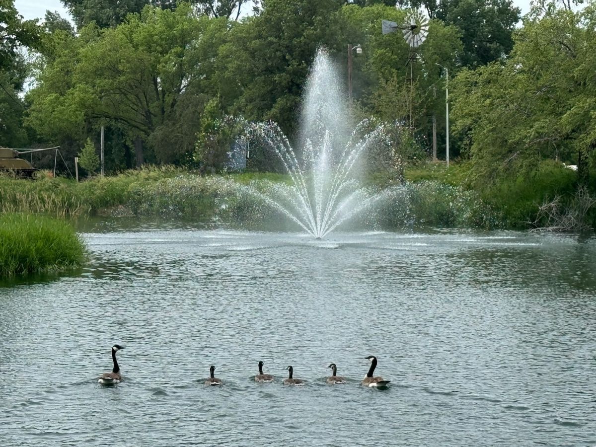 Geese and Foundation